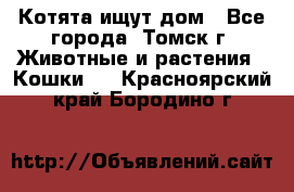 Котята ищут дом - Все города, Томск г. Животные и растения » Кошки   . Красноярский край,Бородино г.